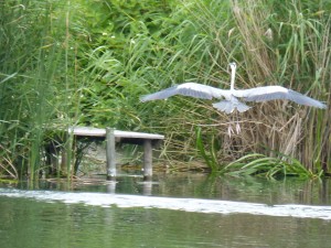 100-14-un-heron-cendre