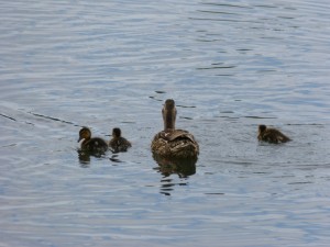 100-15-des-petits-colverts