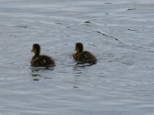 100-17-des-petits-colverts