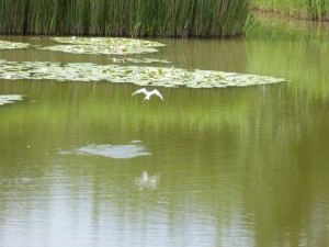 100-18-une-sterne-pierregarin