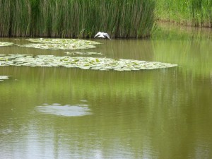 100-19-une-sterne-pierregarin