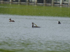 100-21-un-grand-cormoran