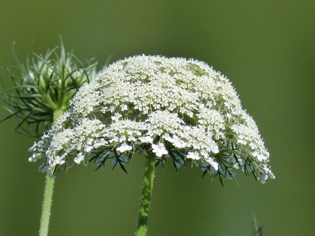 100-31-une-ombelle-de-fleurs