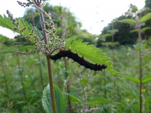 100-42-1-le-paon-du-jour