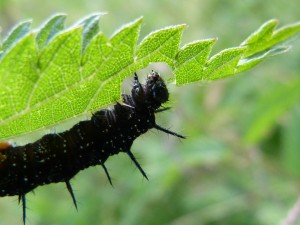 100-42-3-le-paon-du-jour