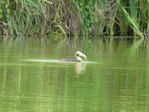 100-51-grebu-et-son-poisson