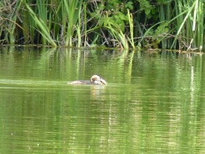 100-52-grebu-et-son-poisson