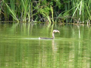 100-55-grebu-et-son-poisson