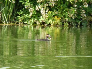 100-56-grebu-et-son-poisson