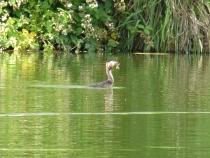 100-57-grebu-et-son-poisson