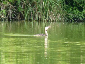 100-59-grebu-et-son-poisson