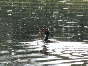 100-65-un-autre-poisson