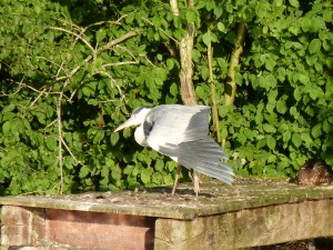 100-74-le-reveil-du-heron