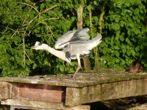 100-75-le-reveil-du-heron