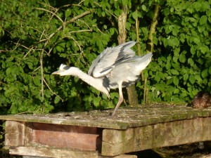 100-76-le-reveil-du-heron