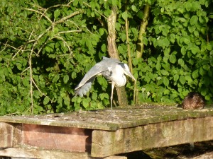 100-79-le-reveil-du-heron