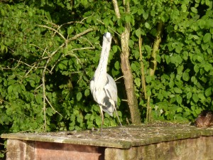 100-81-le-reveil-du-heron