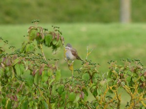 100-82-fauvette-grisette