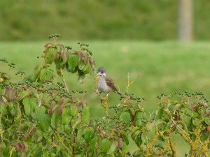 100-83-fauvette-grisette