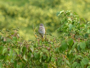 100-84-fauvette-grisette