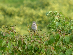 100-85-fauvette-grisette