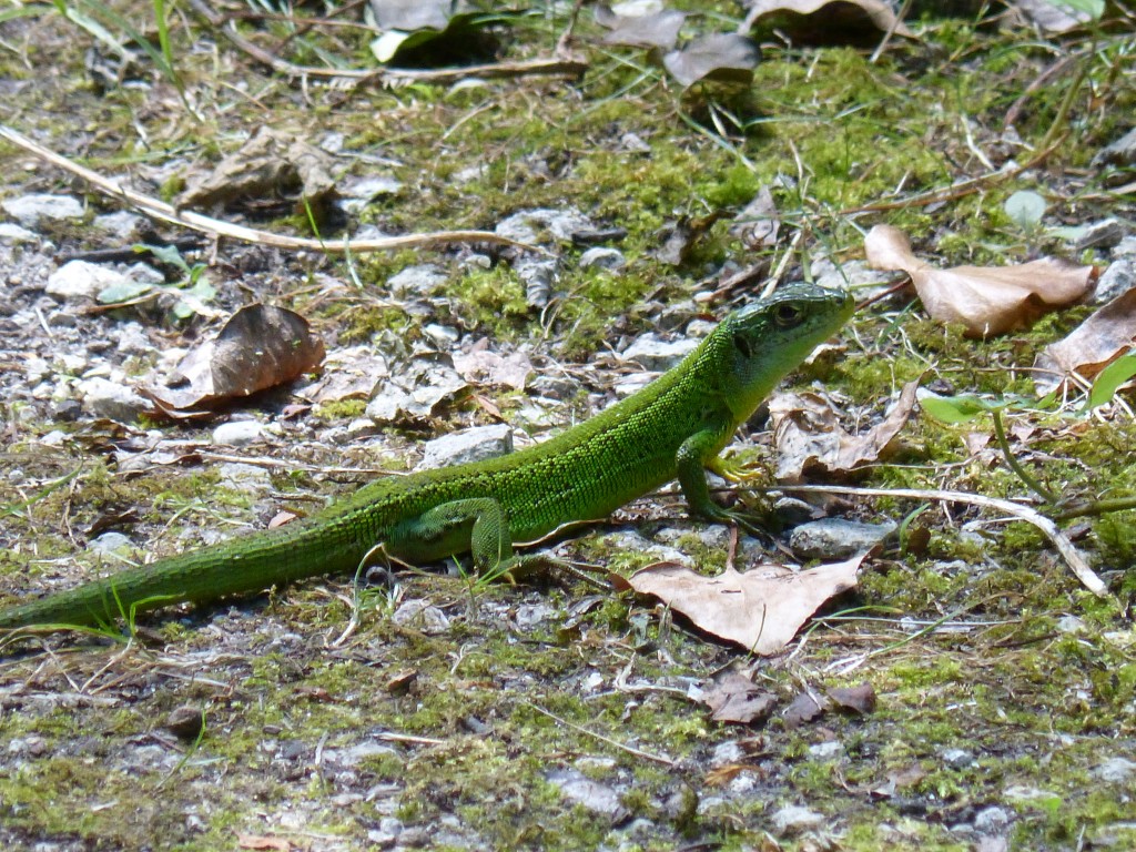 101 05 Un lézard