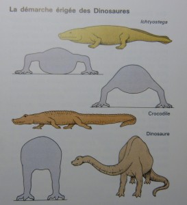 101 06 Les pattes des dinosaures