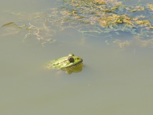 101 109 Une grenouille