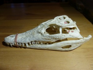 101 14 Le crâne de crocodile