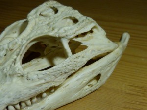 101 15 Le crâne de crocodile