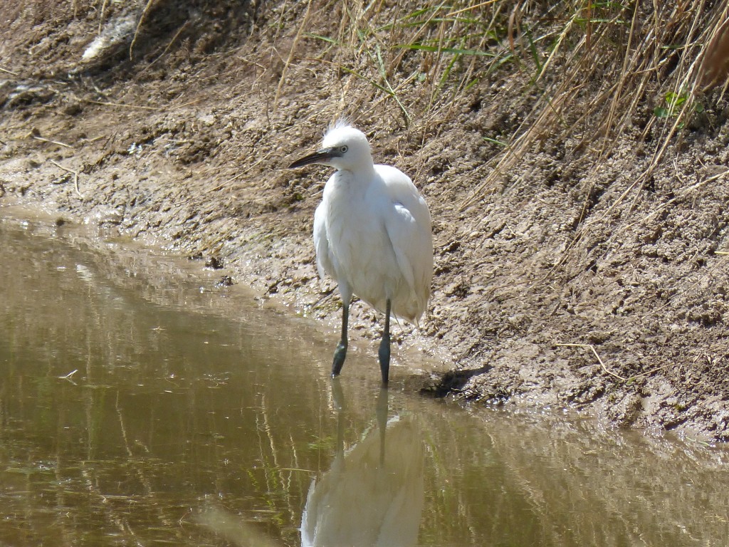 101 31 Une aigrette garzette