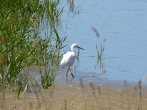 101 67 Une aigrette garzette