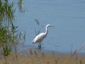 101 68 Une aigrette garzette