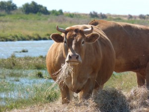 101 80 Une vache