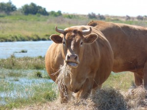 101 81 Une vache