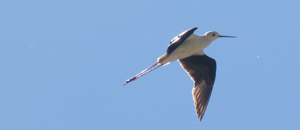 101 92 Une échasse blanche