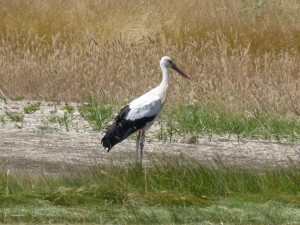 102 02 Une cigogne blanche