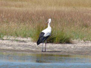 102 03 Une cigogne blanche