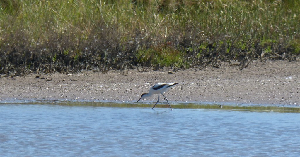 102 17 Une avocette élégante