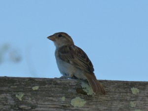 102 87 Un moineau domestique