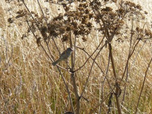 102 89 Un moineau domestique