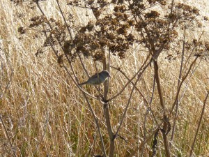 102 90 Un moineau domestique