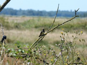 103 03 Une hirondelle rustique