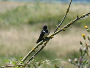 103 04 Une hirondelle rustique