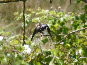 103 05 Une hirondelle rustique