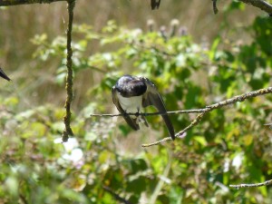 103 06 Une hirondelle rustique