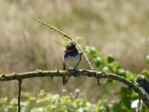 103 07 Une hirondelle rustique