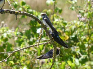 103 08 Une hirondelle rustique