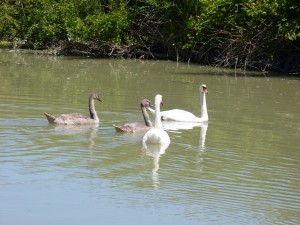 103 09 Une famille cygne