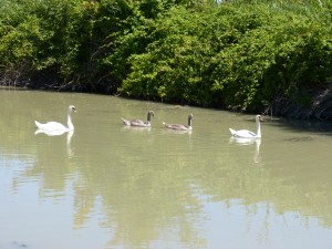 103 10 Une famille cygne